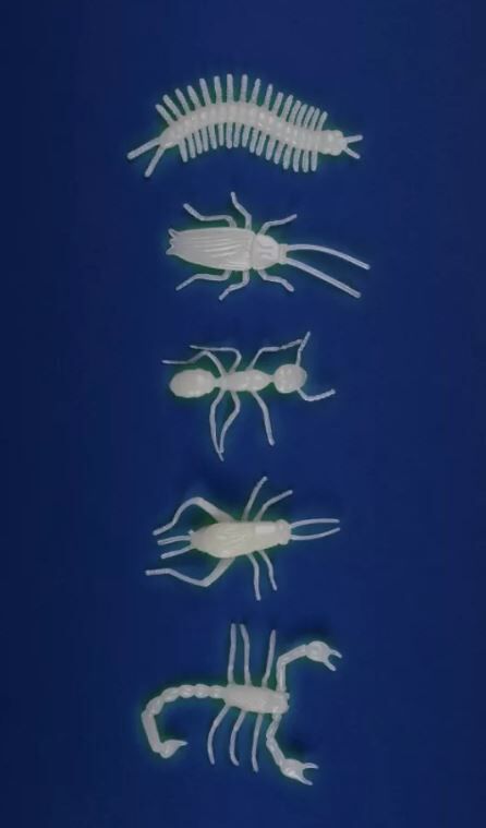 5-fosforescerende-insecten-(4).JPG