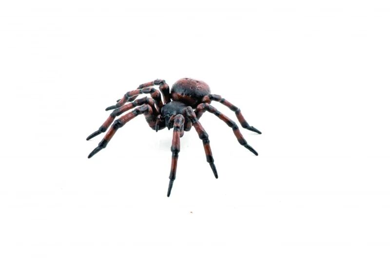 Araignee.webp