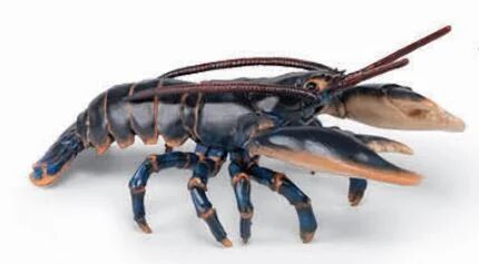 Homard.webp