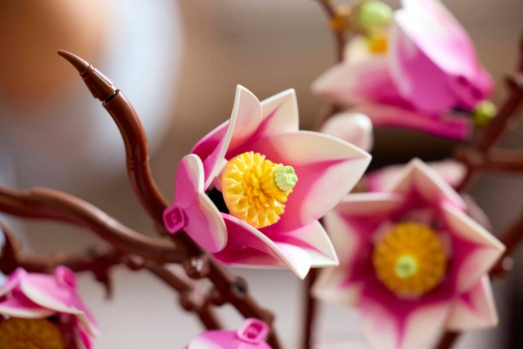 Magnolia3.jpg