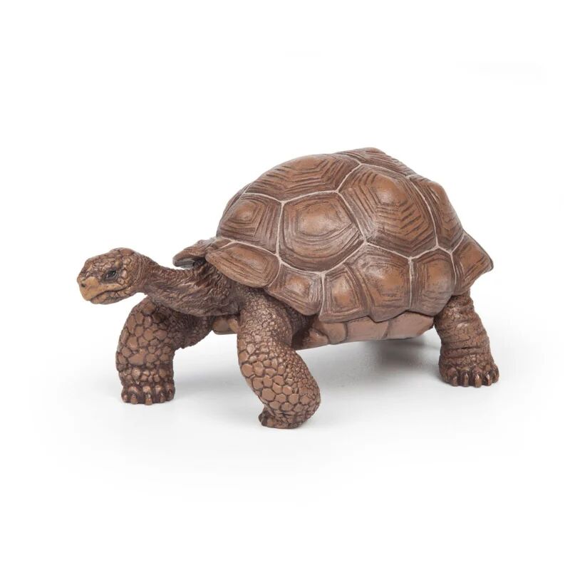 TortueG.webp