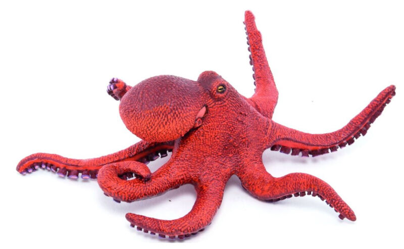kleine-octopus-56060.jpg