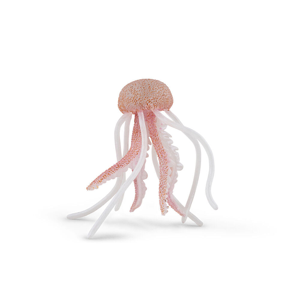 meduse.jpg